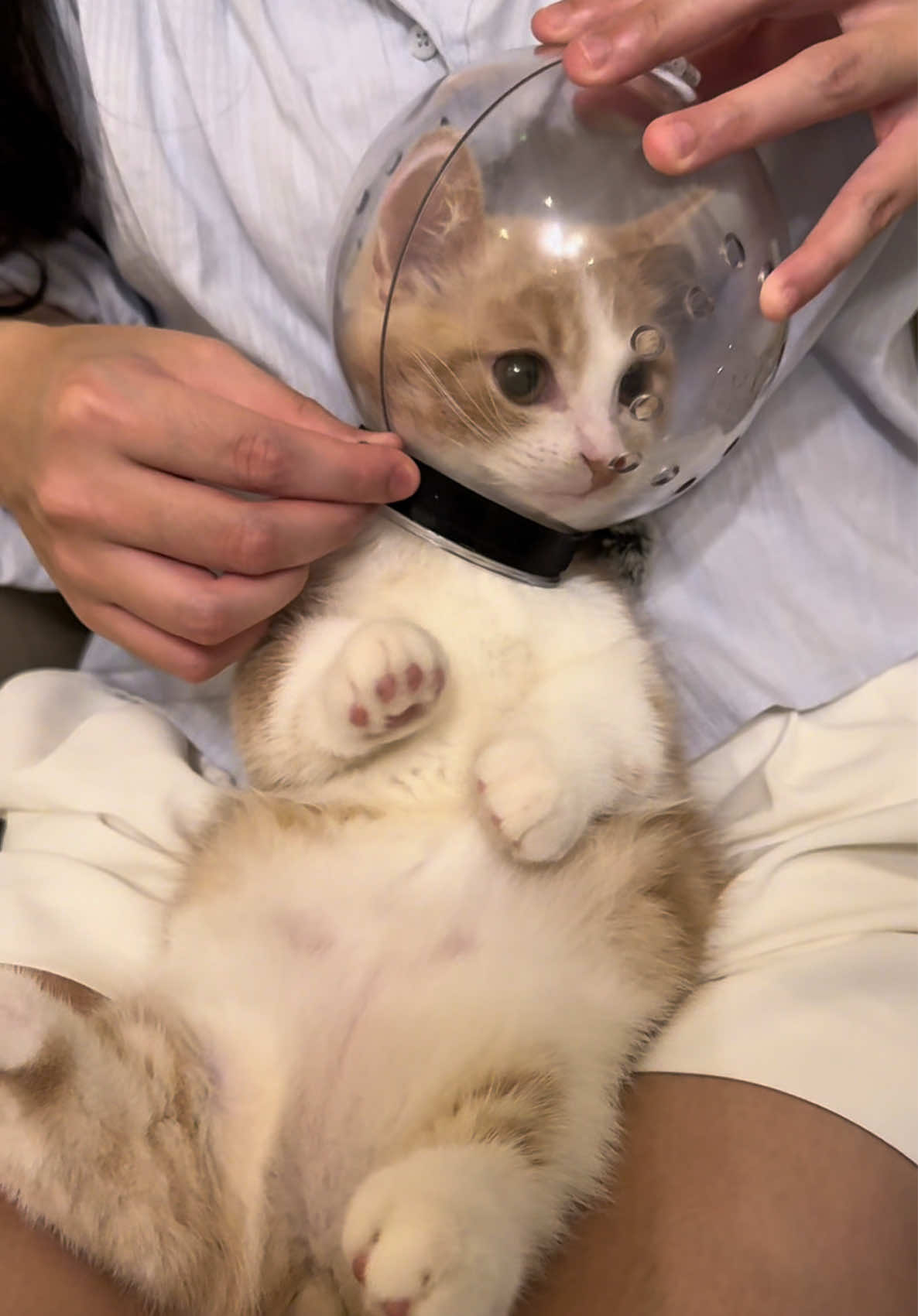 Bubu’s first spa experience 🐱🪥💅💕 #cat #catoftiktok #asmr #fyp #foryou 