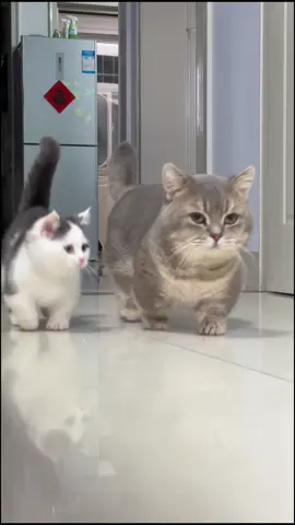 #funnyvideos #cutecat #funny #cat #catsoftiktok 