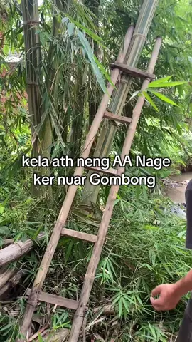 nuar Hela Gombong Jang panjat pinang  #kemerdekaan #indonesia 
