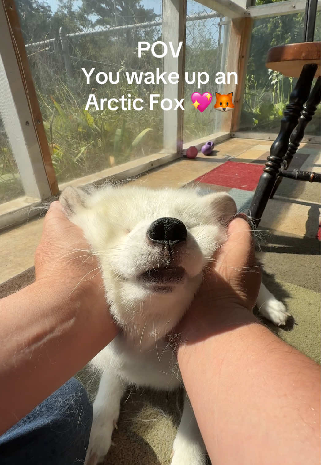 Waking up Aku is one of our favorite things 😭🦊💕#fox #arcticfox #fyp #exoticpets #whatdoesthefoxsay 