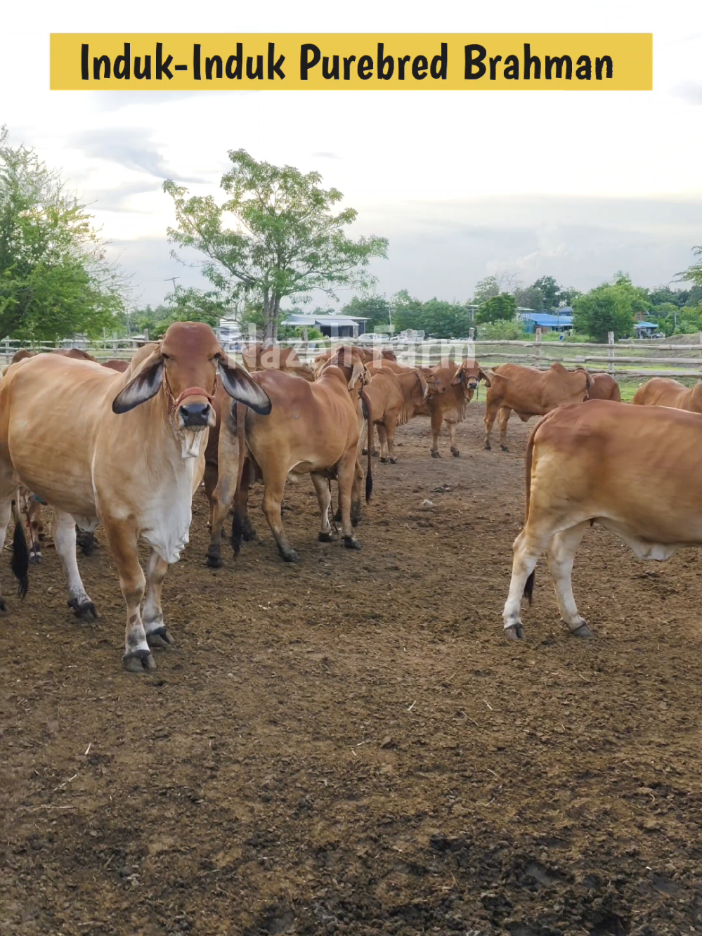 Induk-induk purebred Brahman America.Demo DM hrge #fyou #malaysia🇲🇾 #kongsibersama #thailand🇹🇭 #brahman