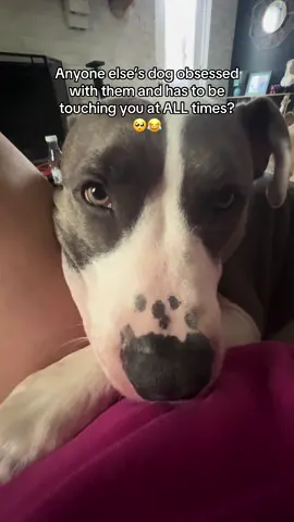 I swear he would be in my skin if he could #dogtok #funnydogs #cutedogs #spoileddog #justababy