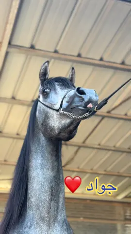 #🔁اعاده_نشر #❤️❤️ #siman_ah_🥇 