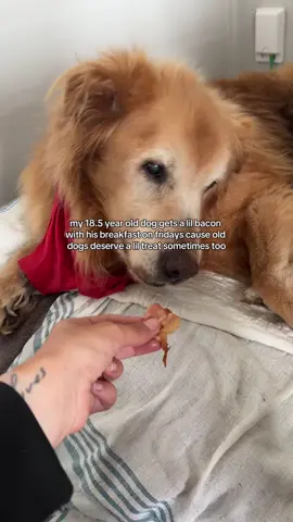 bacon breakfast fridays for the old man!!! 🤭 just a couple bites for a lil treat since it can be greasy and salty and upset his tummy but Jake absolutely loves the smell and taste of cooked bacon 😆🥓  like this post if you sometimes sneak your dog human food for treats too🙊 #seniordog #olddog #dogdiet #seniordogsoftiktok #jaketheretriever 