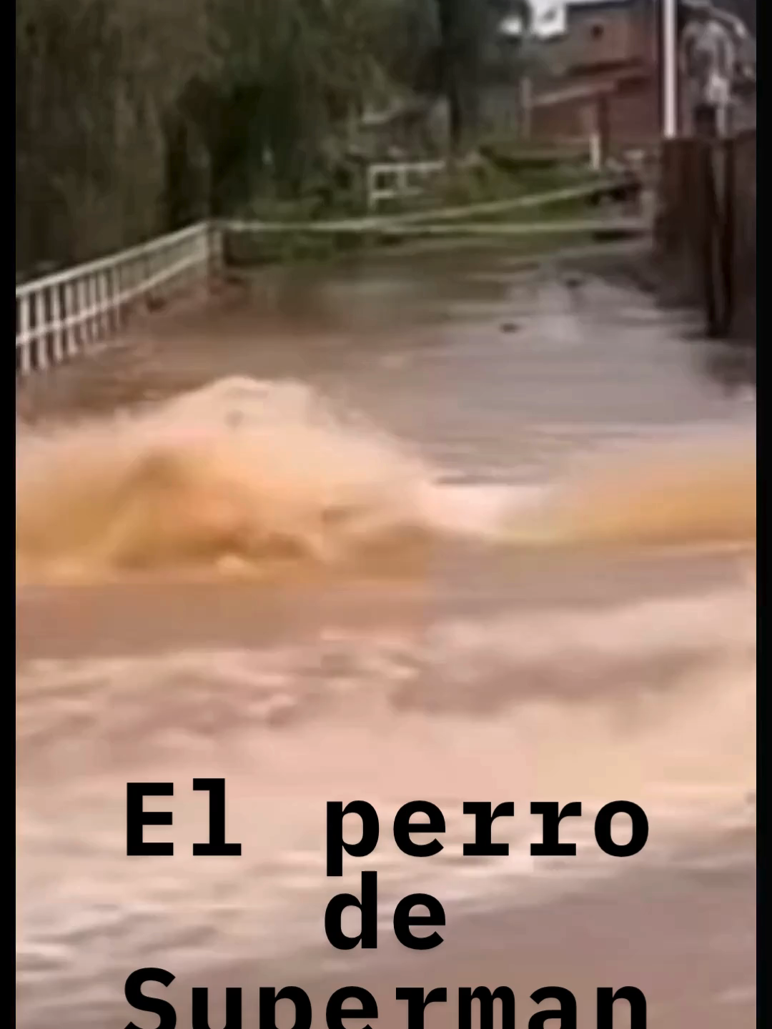 El perro de Superman.