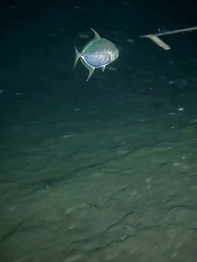 Spearfishing in Atlantic Ocean #spearfishing #catchthesea #deepsea #fishing #fyp 