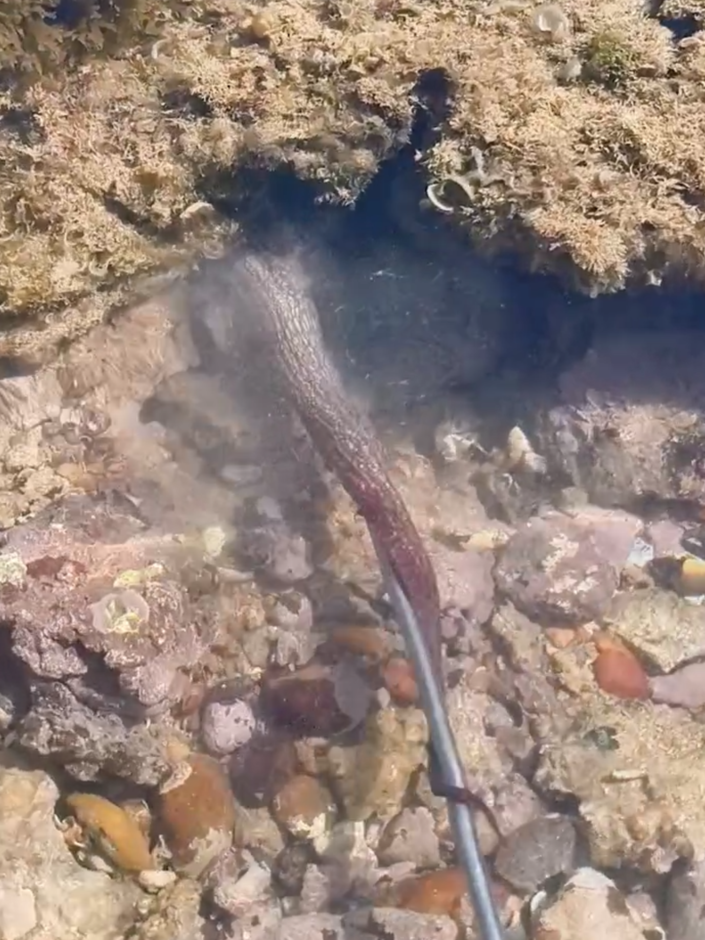 🐙 ¡Fuera de temporada y mira con quién me topo! En Los Corrales de Rota, parecía que alguien se había dado un festín… y entre el marisco, aparece un viejo maestro del escondite: el pulpo. 👉 ¿Tú qué hubieras hecho? ¿Lo dejarías libre o te lo llevarías para la cena? #Pulpo #PescaTradicional #CorralesDeRota #MarDeAndalucía #AndresBarba #UnaVidaBajoLaMar #OceanStories #Sostenibilidad #PulpoVsAndres 💬 Comenta abajo tu respuesta y etiqueta a tu amigo que nunca ha visto un pulpo así.
