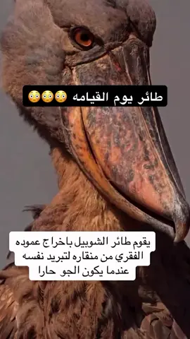 طائر الشوبيل 😨 #حركة_اكسبلور#مواقف#الشعب_الصيني_ماله_حل #explore #fyp 