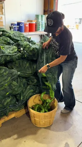Check out these bad boys!Medium Anaheims are now available! Perfect for chile rellenos😋🌶️ What’s for supper tonight?  29114 South Road Pueblo Colorado! 