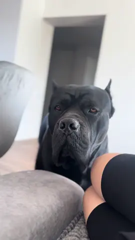 І не важливо , що позаду є ще 3м вільного дивану😁 #корсоЧарлі #dog #собака 