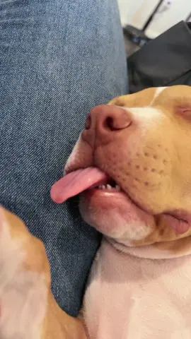 It cracks me up every time!!!!! #sleepypuppy #puppydreams #dreamingpuppy #puppybreath #funnycontent 
