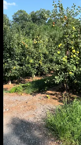 Cosechando duraznos 🍑 🍃