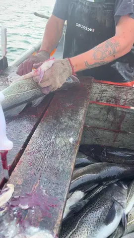 #tuna#bonavista#peacfuljourney#cod@Mitchell Butler731 
