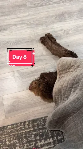 Srsly thought I had a chance #pushupchallenge #fitfam #doodlesoftiktok #multiplesclerosis 