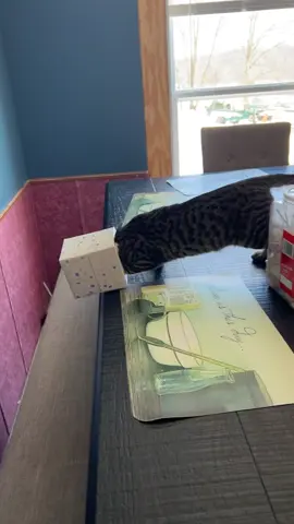 Oh brother😔 #cat #catsoftiktok #trending #fyp #foryoupage 