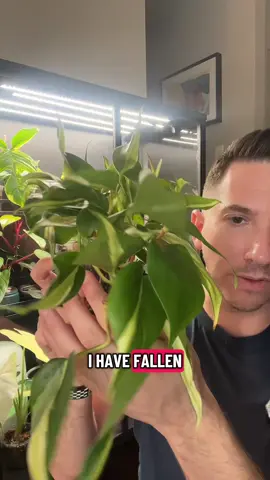 Any other Philo fans out there? I’m obsessed … #PlantTok #philodendron #philodendronsilverstripe #houseplants