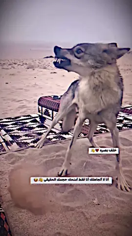 💔👋حجمك #تصميم_فيديوهات🎶🎤🎬 #خلف_بصره #الشعب_الصيني_ماله_حل😂😂 #بصره_بغداد_ميسان_ذي_قار_كل_المحافظات #اكسبلور 