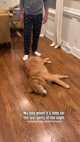 Why are they like this? 😅 #dogsoftiktok #goldenretriever #dog