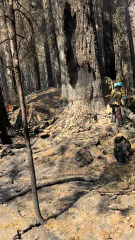 This is an example of when you make best plan you can and it doesn’t work out. This tree went sideways on us, it had dead lean towards the big boulder we had it faced up towards, after compromising enough fibers the catface took over and undermined the trees center of gravity sending it off its lean and off our face about 90°. We didn’t want to fall it that direction due to the dominant lean and other trees. The dead lean seemed like the safest bet.  It’s a dangerous job we have and I hope you other fallers can learn from our mistakes. Stay safe #hazardtrees #snagfallers #lessonlearned #wildfire #learning 