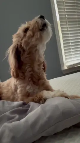 #siren  #dogsoftiktok #minigoldendoodle 
