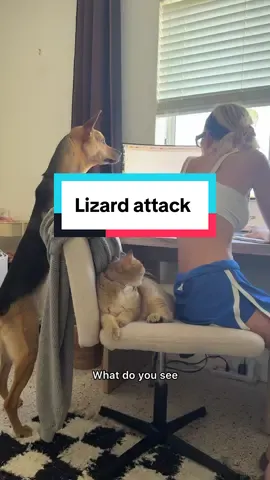 BREAKING NEWS: Our new home was under siege by a deranged, tail whipping lizard. Just when all hope seemed lost, Cactus leapt into action risking fur, life, and squeaky toy to defend his family and fortress. The lizard never stood a chance. The bravest. The boldest. The hero we didn’t deserve but desperately needed. 