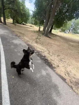 #CapCut enjoy my autistic dog 🐶  #dogsoftiktok #fyp #funnyvideos 