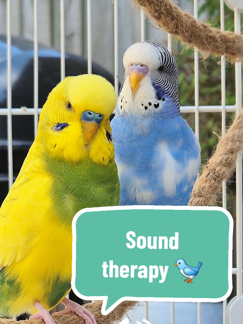 Skye 🐦🎶 Tweety 🥱😴 #fyp #foryou #budgie #birds #parrots 