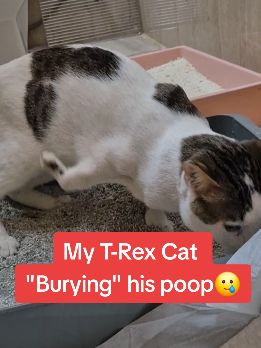 Proof dinosaurs didn't bury their poop🫡 #fyp #funny #cat #catsoftiktok #catlover 