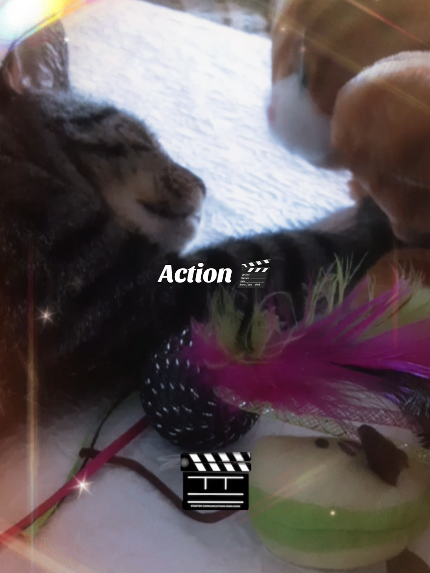 #tiktokviralvideo #catvideos  #fypシ #that1divacat #movietok 