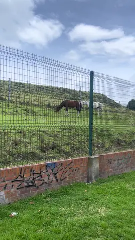 Caballo #caballos 