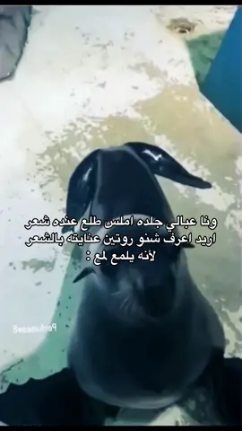 كل ماتحتاجه في مكان واحد توصيل لكل مناطق السعوديه و الخليج👍🏻 @متجرأفق الجوال للاتصالات 
