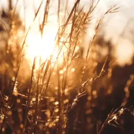 Фон для щп ヽ('ω')ﾉ  можно брать без отметки! 💕🍀  #stim #relaxingvideos #щитпост #фондлящп #щп #фонщп #stimboard #slime #tworishka #calm #2018 #nostalgiacore 