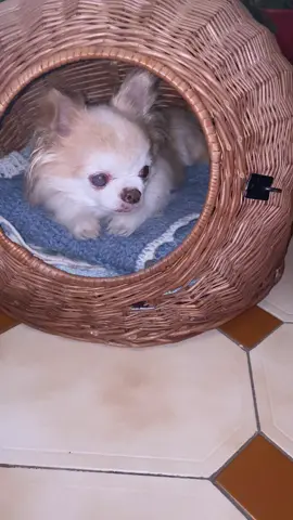 Chihuahua #Beautiful #Amazing