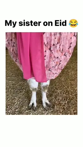 My sister on eid 🤭😂 #1millionauditon #islam #foryoupage❤️❤️ #islamic_video #1millionauditon #islam #foryoupage❤️❤️ #islamic_video #1millionauditon #islam #foryoupage❤️❤️ #islamic_video #1millionauditon #islam #foryoupage❤️❤️ #islamic_video #1millionauditon #islam #foryoupage❤️❤️ #islamic_video #1millionauditon #islam #foryoupage❤️❤️ #islamic_video #1millionauditon #islam #foryoupage❤️❤️ #islamic_video 