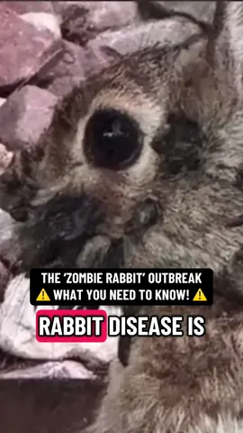 ⚠️ THE ‘ZOMBIE RABBIT’ OUTBREAK! ⚠️ #zombie #zombies #zombieapocalypse #thelastofus #thelastofus2 