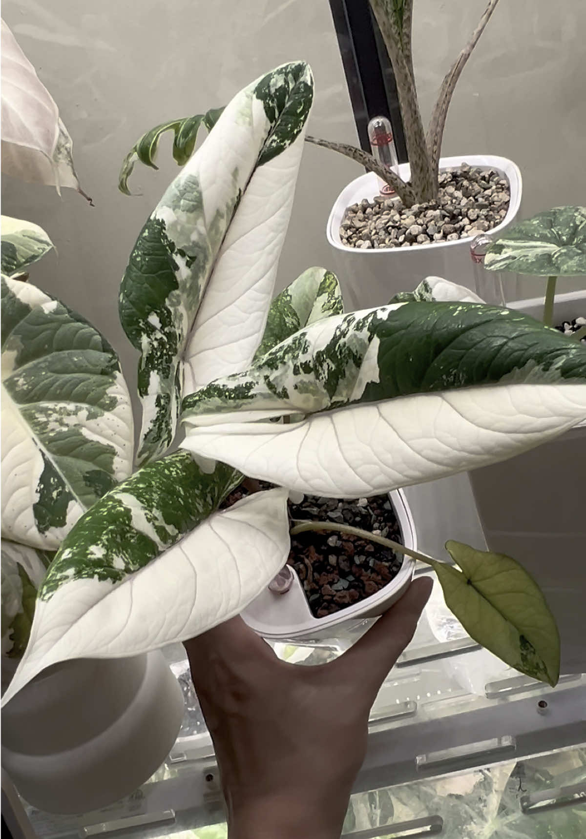 Words can't capture her essence, so I'll let her shine on her own 😌 📸: Alocasia Scalprum Albo  #alocasiascalprum #alocasia #rareplants #plants #plantsoftiktok 