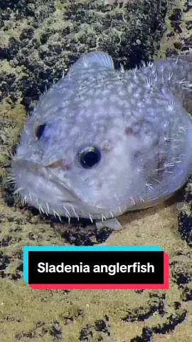 Believe it or not, this grumpy looking Sladenia #anglerfish is actually a voracious #deepsea predator! #NautilusLive 
