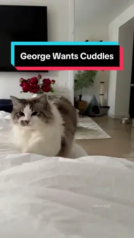 George is coming in for his daily cuddle… don’t let him down! #sirgeorge #ragdoll #clingycat #cutecat 