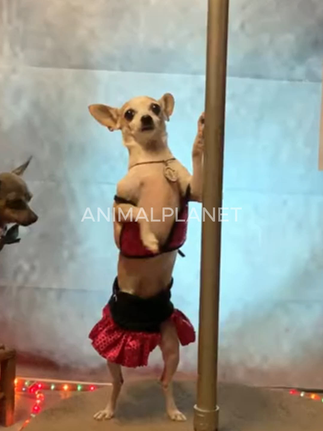 os nomes mais engraçados #cachorro #pets #funnyvideos😂 #fyp