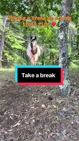 When you take a break on a trail ride and check in with your horse about the schedule #horse #trail #break #check #schedule 