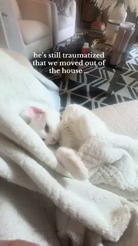 He's still not over the fact we moved out of the house... apartment life just isn't the same for him #CatLife #MovingDay #ApartmentLiving #FromHouseToApartment #CatDrama     