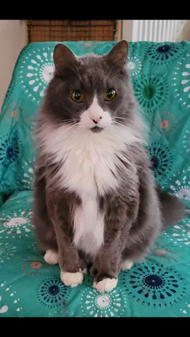 Fly free, my sweet boy, I love you so much. I already miss the sound of your voice--your soft chirps, the way you'd roll your meows for lap time. I miss your purrs. I miss your cuddles. I miss your kisses. I miss your perpetually bewildered face. I miss your fluffy fat body. I miss your thumps.  You'll always be in my heart ❤️  🐾 Thumper 🐾 Sweet 16 2009 - 2025 #cats #catsoftiktok 