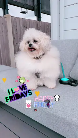 #dogtiktok #viralditiktok #fyp #dogsvideo #dogs 
