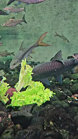 liat perjalanan ikan di vidio disematkan jadi terharu ternyata udah lama juga 😁#mahseertankindonesia #megatank #CapCut #torputtitora #CapCut 