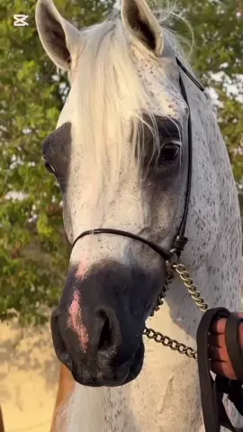 #عاشقة_الخيل🐎❤ #شعراء_وذواقين_الشعر_الشعبي🎸 #مالي_خلق_احط_هاشتاقات 