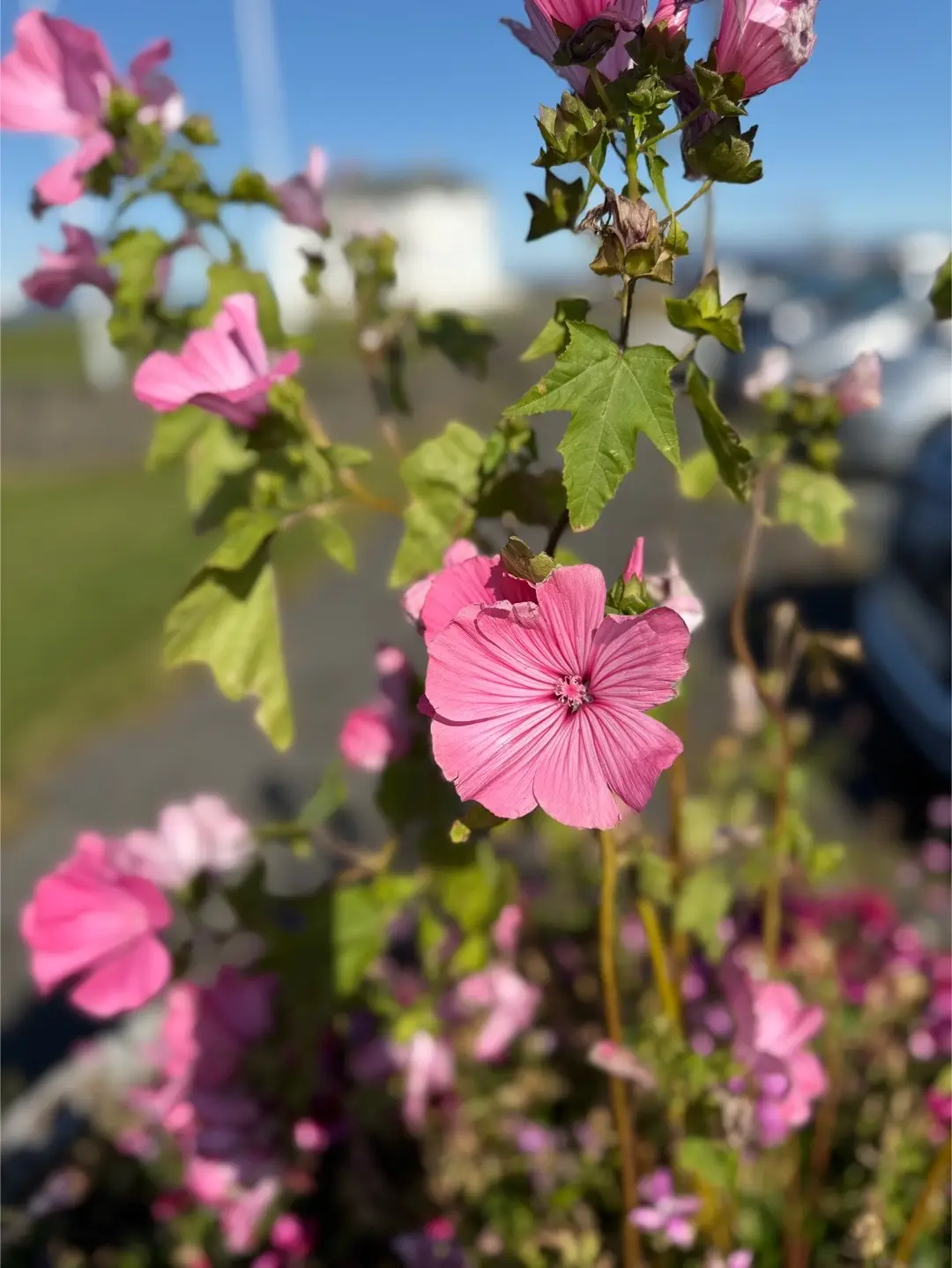 When we travel, I always find time to take photos of the little things. Specifically the beautiful flowers I find. In Iceland I found these flowers particularly stunning because in such a harsh landscape, often out of volcanic rock soil, these beautiful souls have sprouted out of the odds, as if in defiance of the rugged nature.  Iceland’s flora is a mix of hardy native species and resilient imports that have adapted to the cold, windy climate. You’ll see purple nootka lupine painting entire valleys in summer, Arctic thyme releasing a delicate scent when you walk by, and bright moss campion making perfect pink cushions across the tundra. These plants aren’t just pretty—they help hold fragile soil together, making it possible for other life to follow. Mother Nature is basically the original influencer here. Their strength is something we can all admire. In a land of ice, wind, and fire, they stand rooted—unshaken. Their defiance, as if to say, “I dare to be beautiful,” is a quiet but powerful lesson for us all. No matter how harsh the world feels, we too can choose to bloom in the dark, to stand tall in the storm, and to let our colors show even when the odds are stacked against us.  (Not to say that Iceland isn’t beautiful on its own without the flowers, because it is. Iceland is stunning in its own, powerful way. It’s beauty is in its own strength and defiance. A land mass that is one of the youngest in the world, and continues to grow and show how powerful it is. That is beautiful. But Iceland in its strength is not fragile. Unlike flowers, who despite their gentle, delicate stems and petals, defying all odds of survival while being so seemingly fragile, icelands beauty comes from its  bold power. No one would dare to call Iceland fragile. Maybe rugged, daunting, or harsh. Yet in from that, still beautiful in so many ways) Some flowers have deep cultural roots, too. Icelanders have used angelica for centuries as food and medicine, and crowberries are still gathered for jams and desserts. In the Westfjords and coastal cliffs, you might even spot sea campion and thrift clinging to the edges of puffin nesting grounds—because apparently puffins love curb appeal. These hardy blooms thrive where few others can, turning even the most remote landscapes into natural art installations. Even the moss here is magical. The famous Icelandic moss, sometimes hundreds of years old, blankets lava fields in a soft green coat. It’s protected by law because it grows so slowly—disturb it, and it can take decades to recover. Walking through these landscapes feels like stepping into a living fairy tale, one where the flowers and moss are the main characters… and the puffins are the quirky sidekicks. So, next time you’re in Iceland, don’t just look for glaciers, volcanoes, and waterfalls—take a moment to notice the little bursts of color that bring life to the black lava and windswept cliffs. These flowers are tiny but mighty, holding their ground through storms, snow, and endless summer daylight. And if you see a puffin nearby, remember—they’re probably just here for the petal-to-the-metal flower show. 🌸🐧 #iceland #flowers #puffins #motivational #travel 