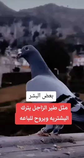 #المسيحية✝️✝️✝️ 