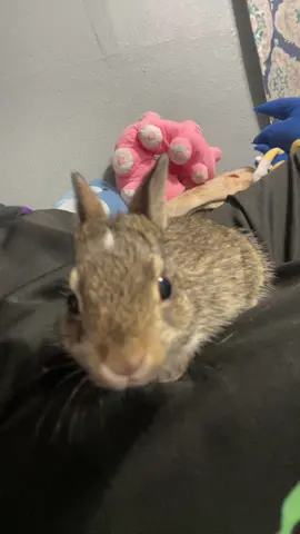 Todays announcement  #fryp #babybunny 