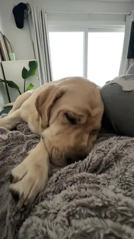 my sweet baby boy #dog #labsoftiktokviral #labrador #labradorretriever #fyp 