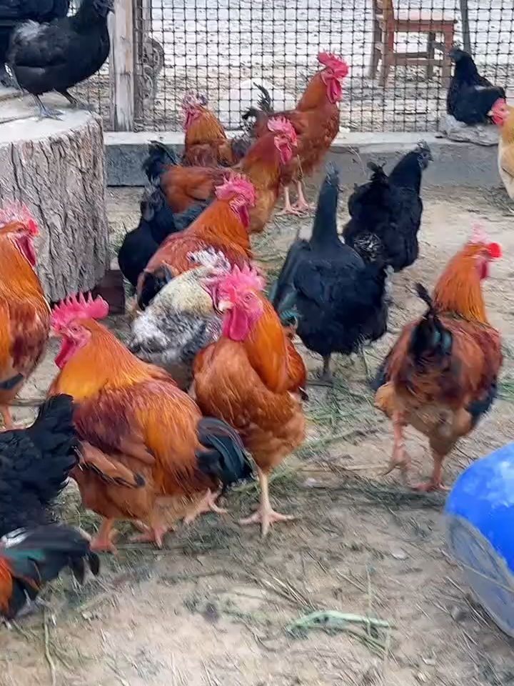 breed567#hen #eatingbirdfood #chicken #birds #usa